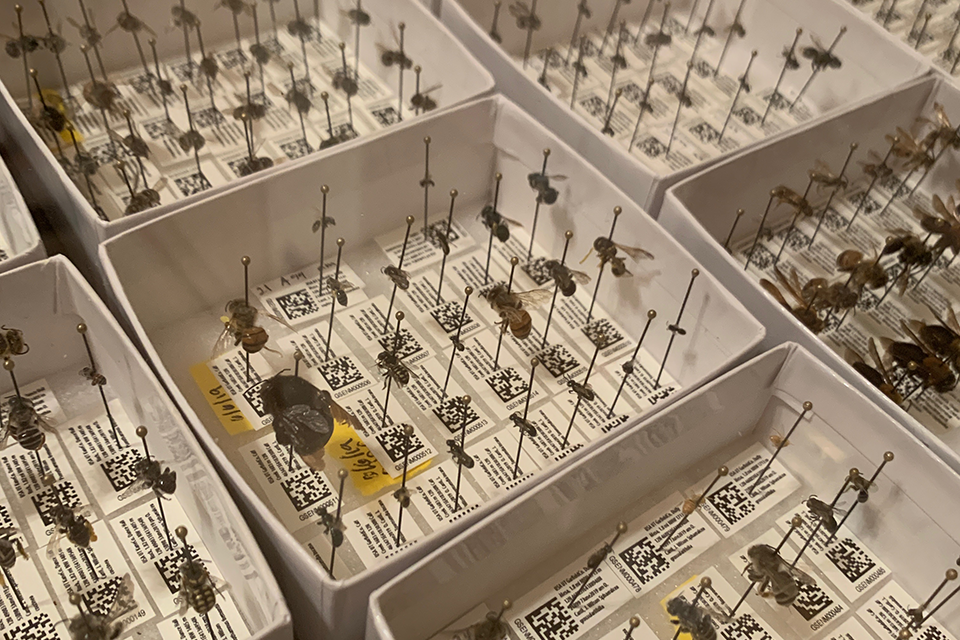 Image of bees pinned and labeled in collection boxes.